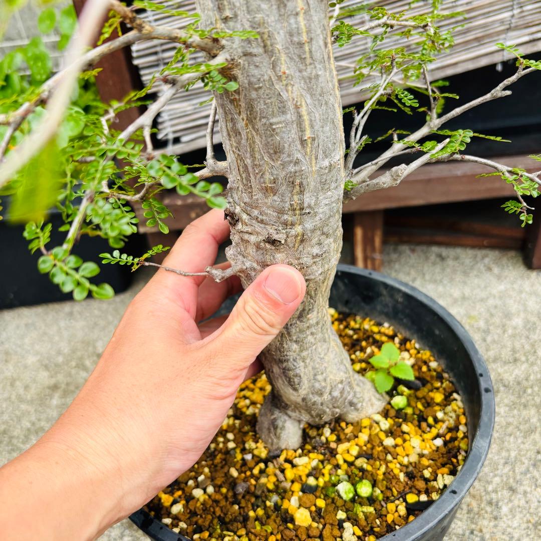 短期間限定超特価！ 斑入り？ 特大 実生 オペルクリカリア デカリー パキプス