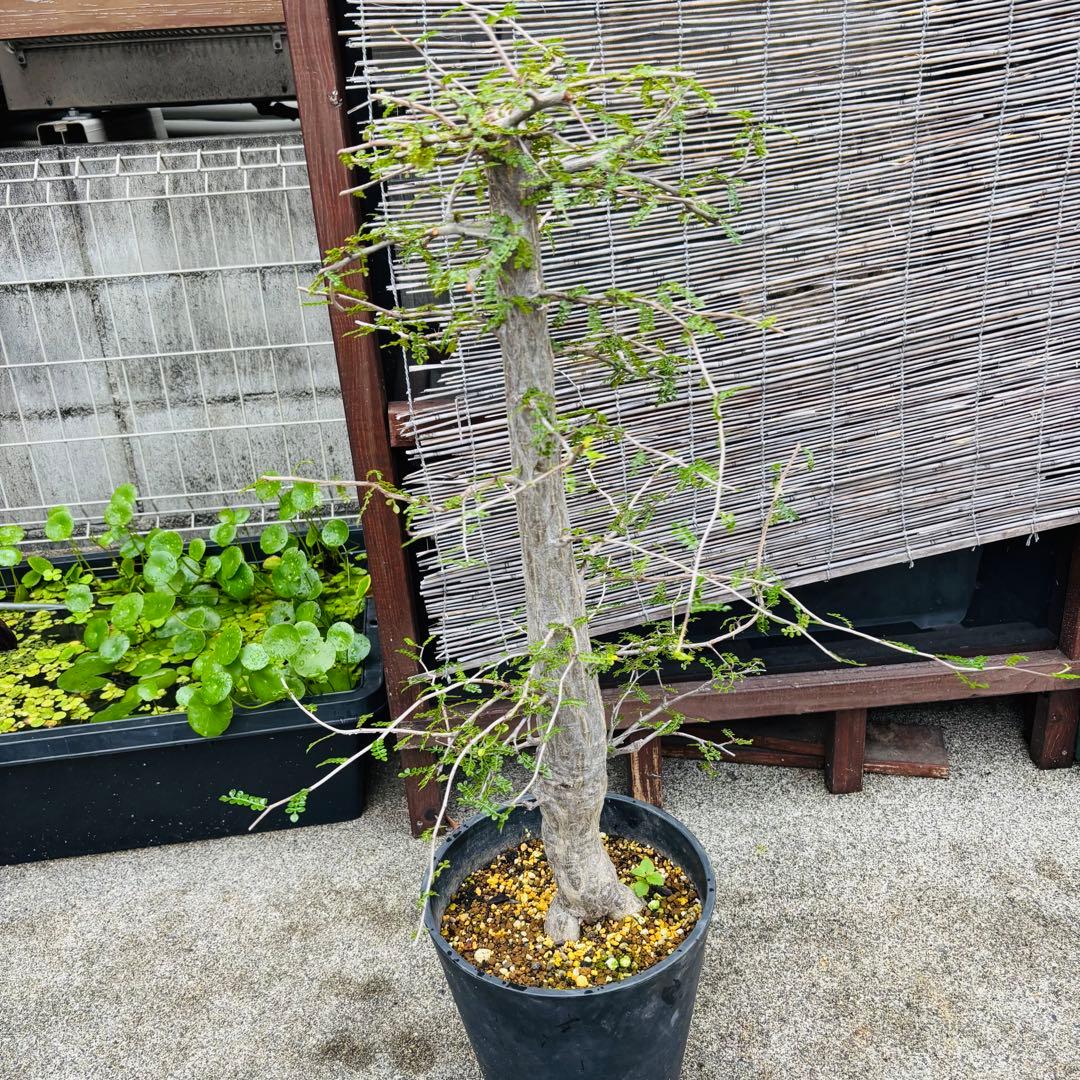 短期間限定超特価！ 斑入り？ 特大 実生 オペルクリカリア デカリー パキプス