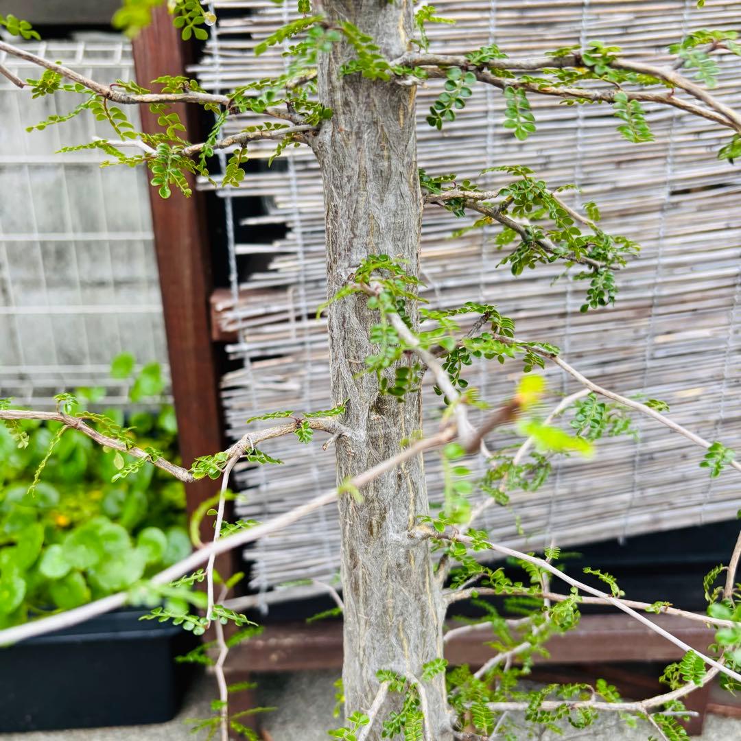 短期間限定超特価！ 斑入り？ 特大 実生 オペルクリカリア デカリー パキプス