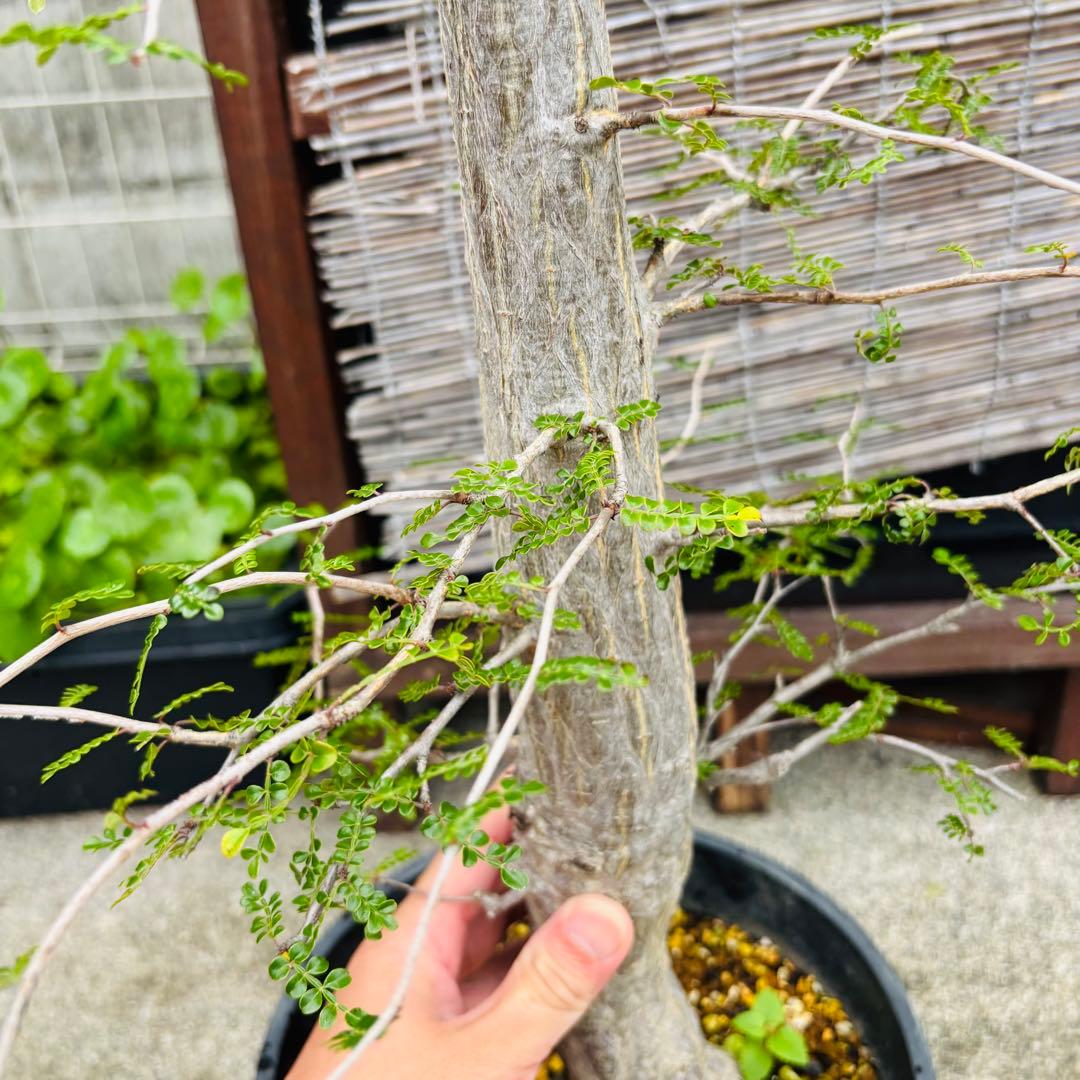 短期間限定超特価！ 斑入り？ 特大 実生 オペルクリカリア デカリー パキプス