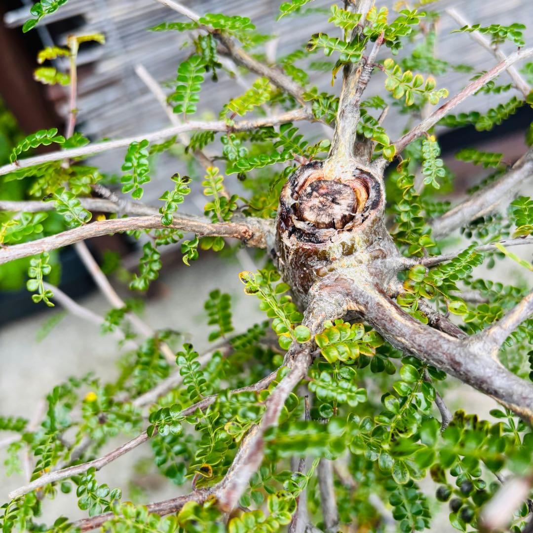 短期間限定超特価！ 斑入り？ 特大 実生 オペルクリカリア デカリー パキプス