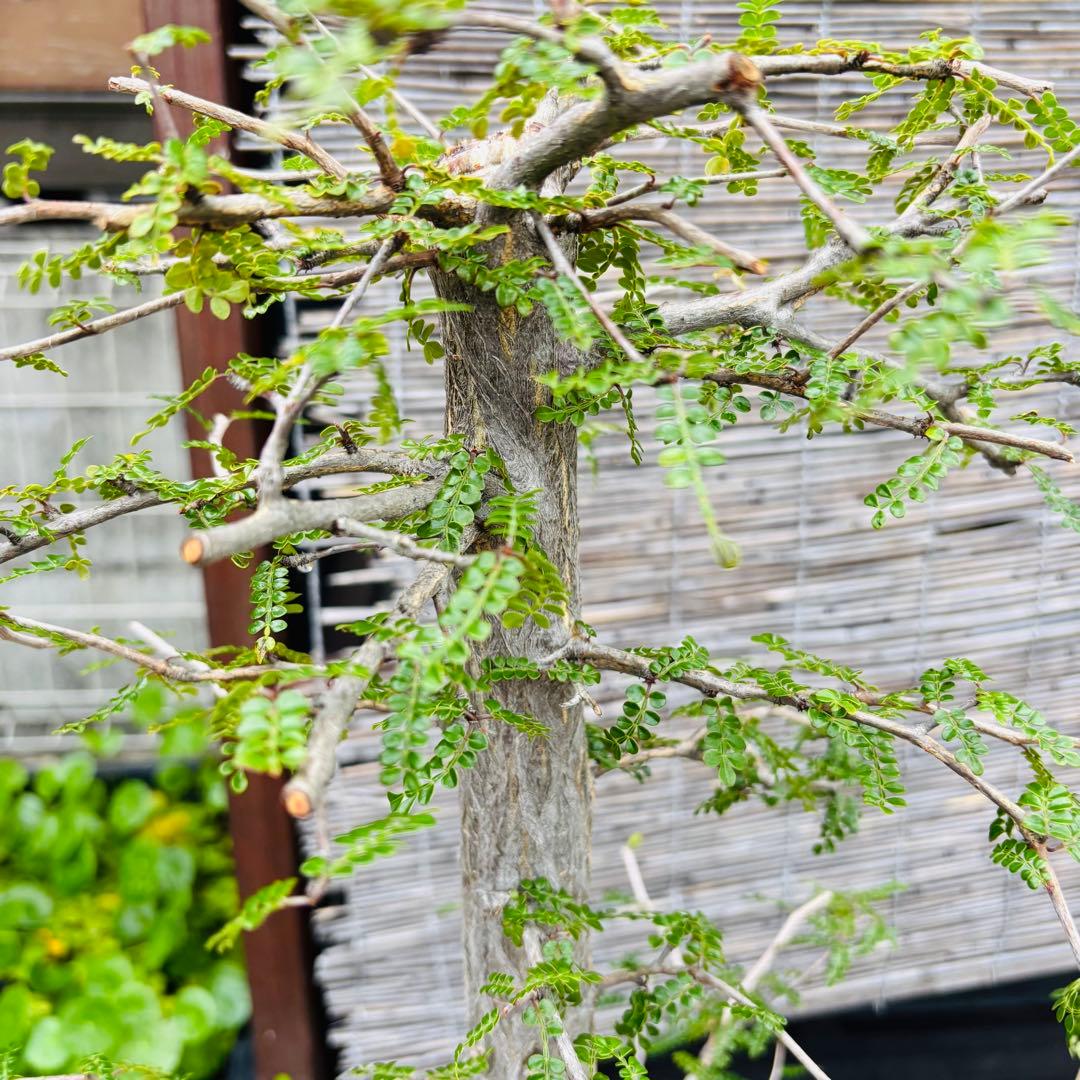 短期間限定超特価！ 斑入り？ 特大 実生 オペルクリカリア デカリー パキプス