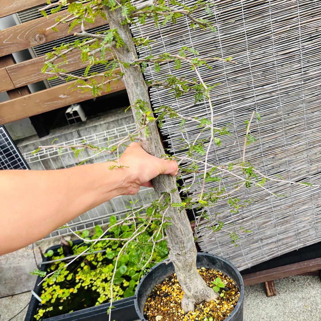 短期間限定超特価！ 斑入り？ 特大 実生 オペルクリカリア デカリー パキプス