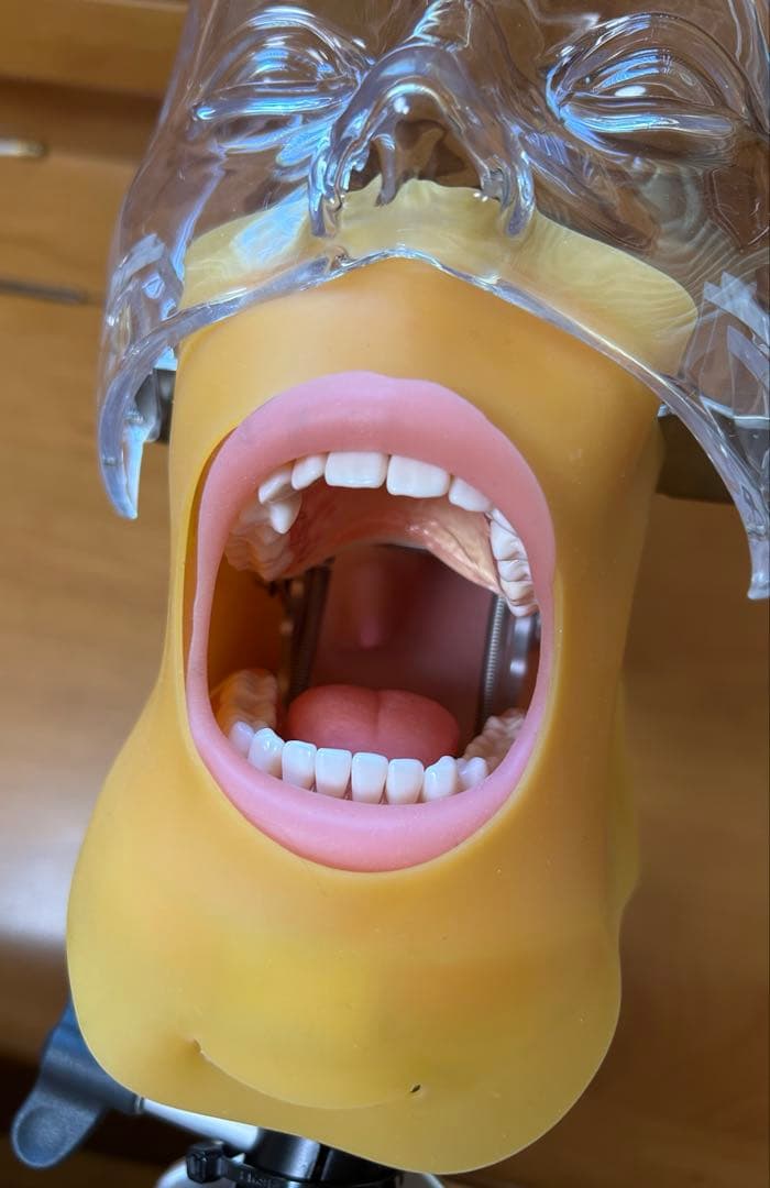 歯科 顎模型 NISSIN マネキン まとめ売り