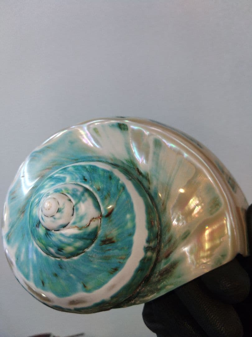 夜光貝 置物 (大) 緑層仕上げ ☆沖縄海族☆ - メルカリ