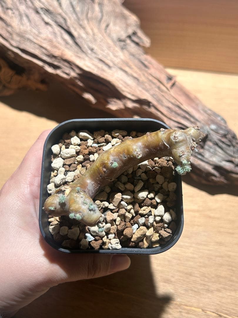 モンソニア　ムルチフィダ　B