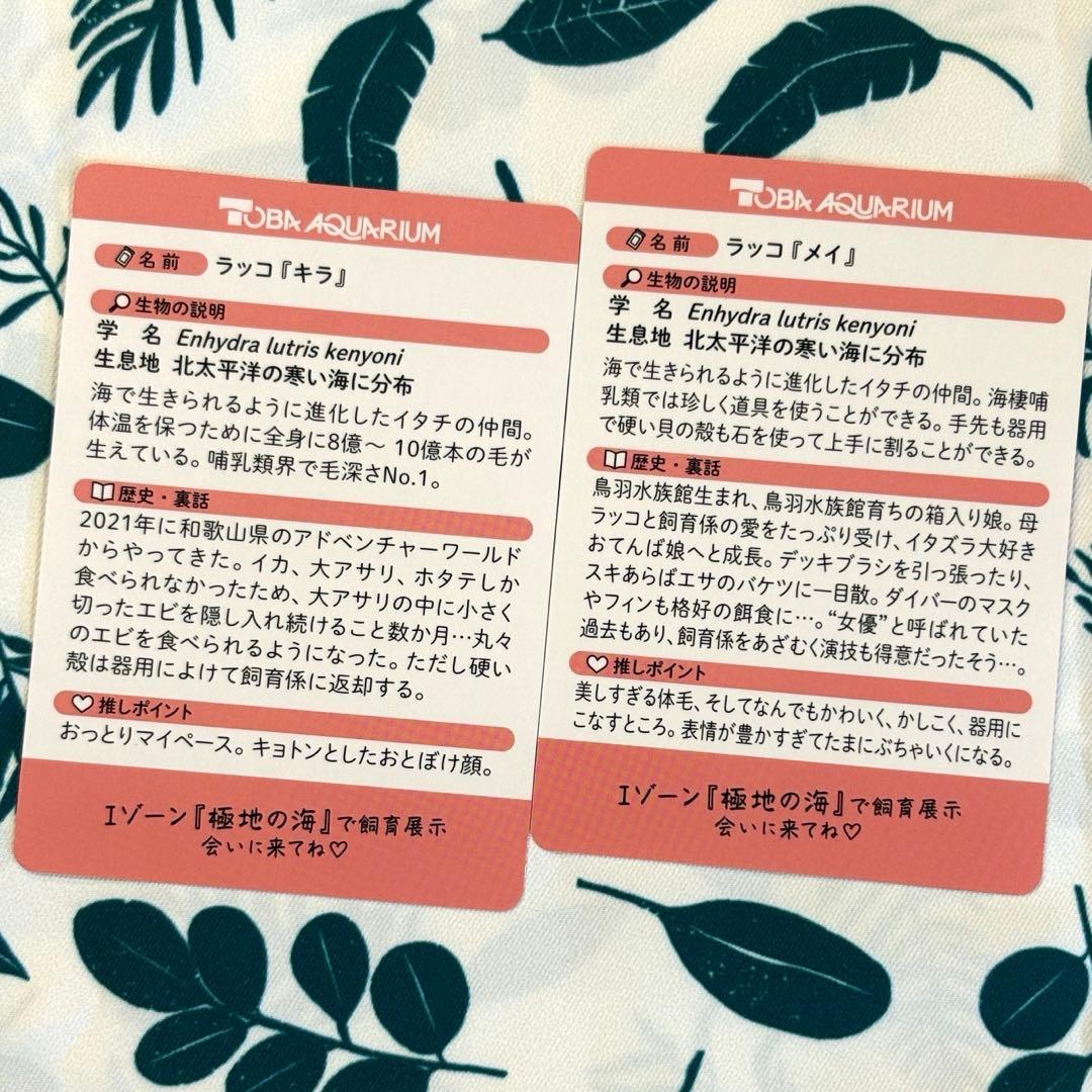 鳥羽水族館】70周年記念 コレクションカード キラ メイ ノーマルカード