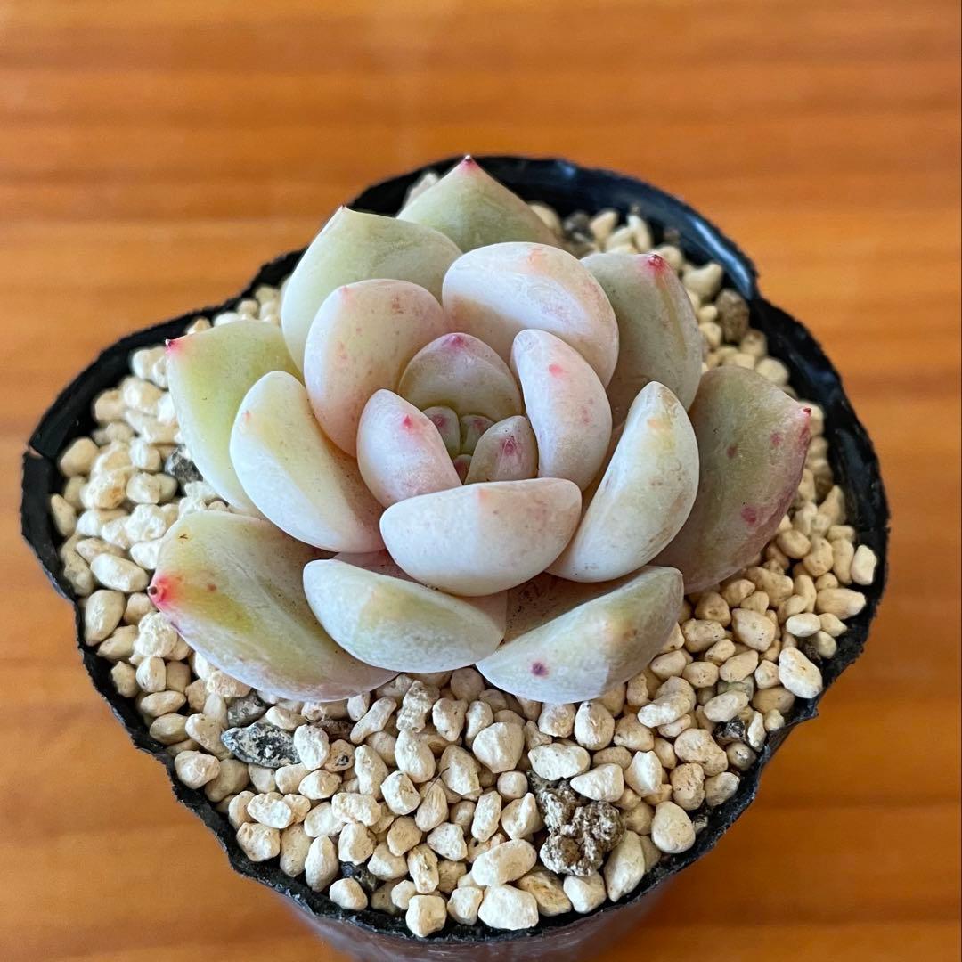 ラウリンゼ 抜き苗 多肉植物 - メルカリ