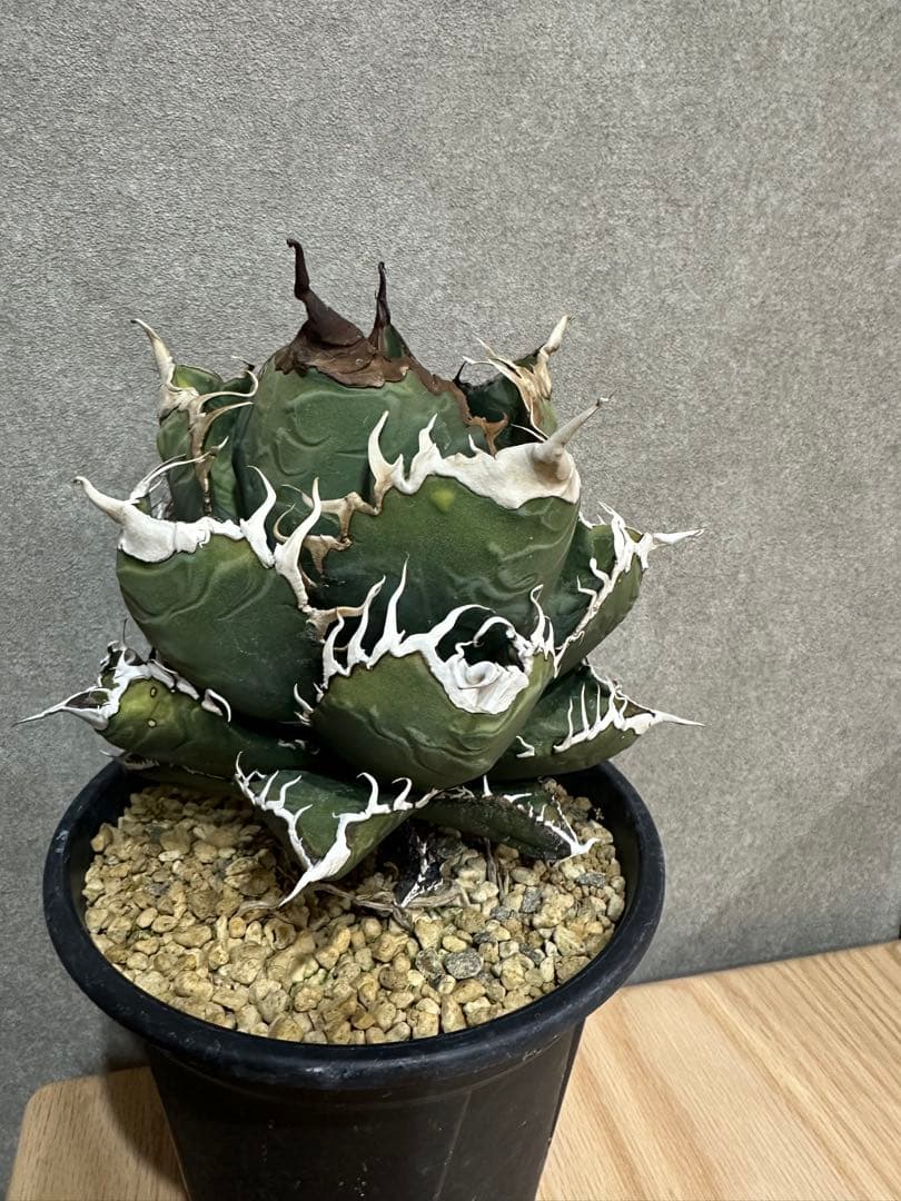 スーパーチタノタ　カクタスグリーン