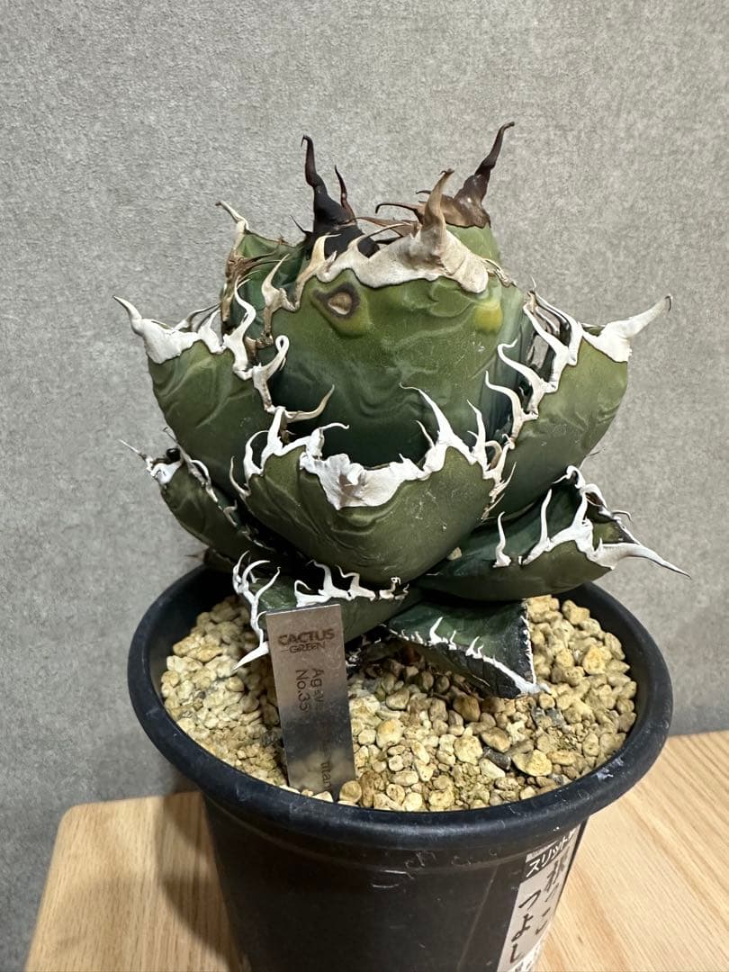 スーパーチタノタ　カクタスグリーン