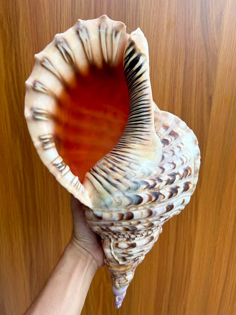 法螺貝　特大　39.5cm 1503g