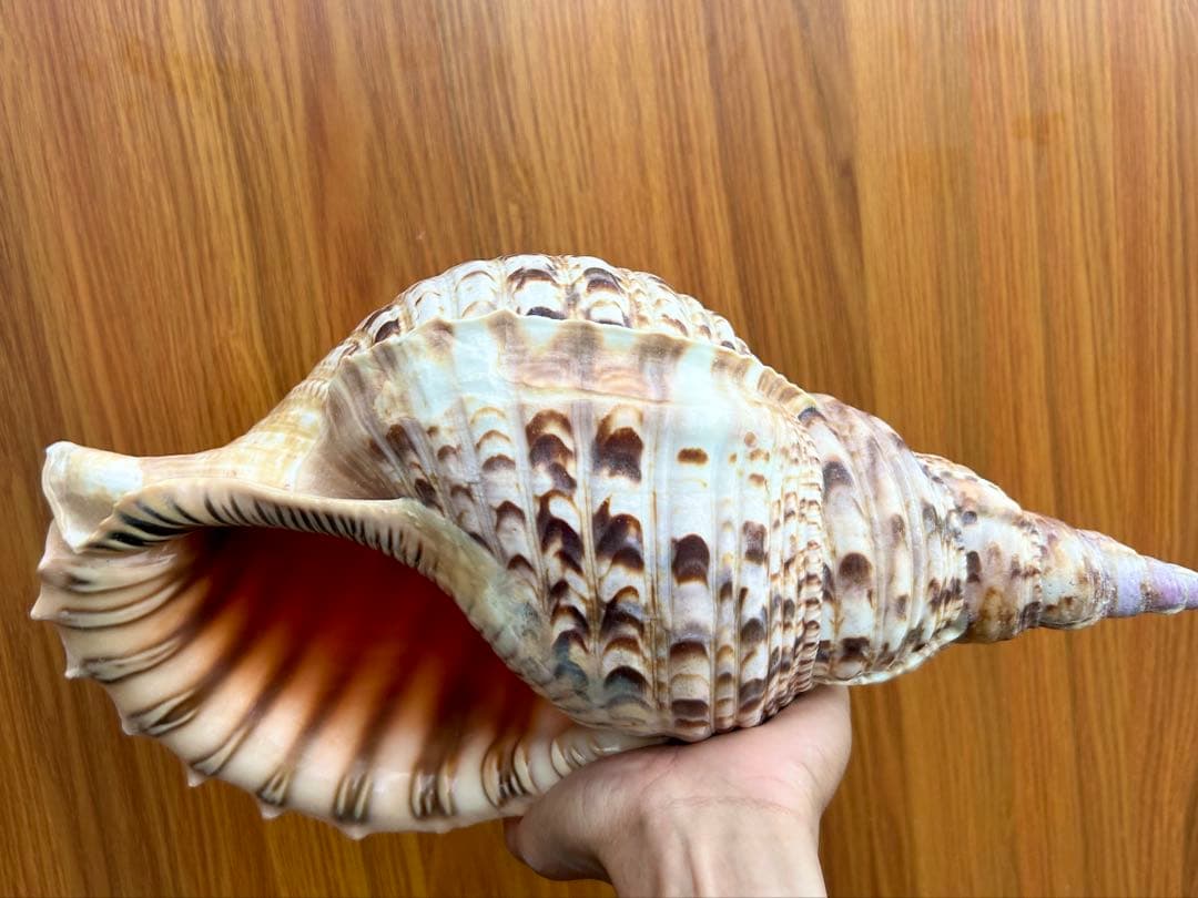 法螺貝　特大　39.5cm 1503g