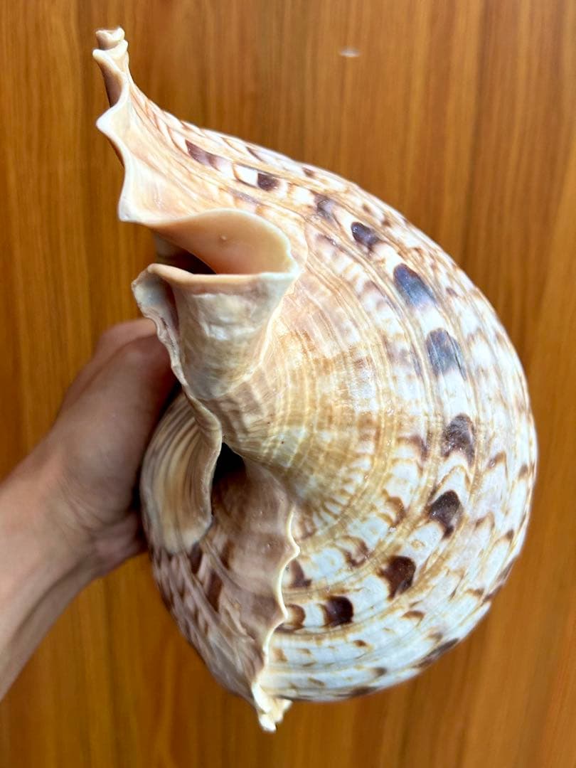 法螺貝　特大　39.5cm 1503g