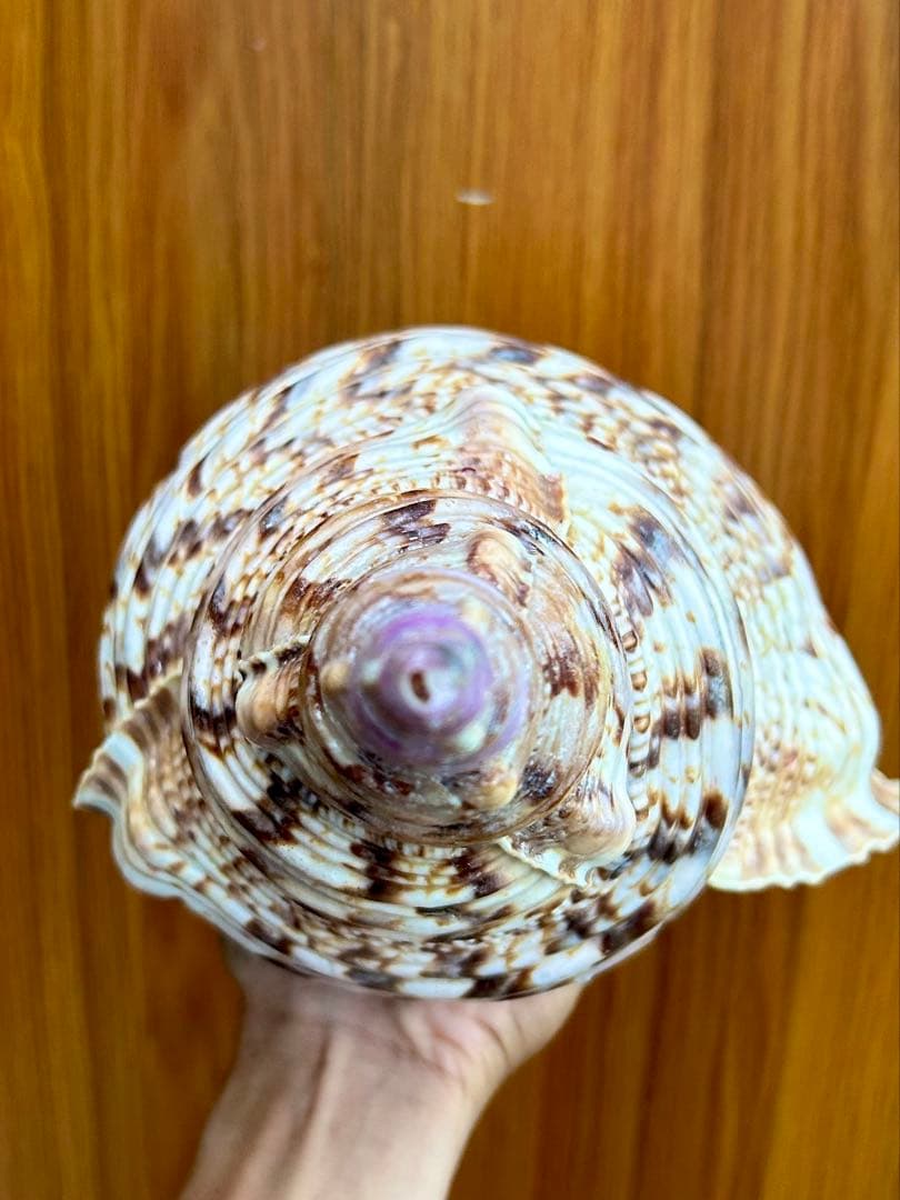 法螺貝　特大　39.5cm 1503g