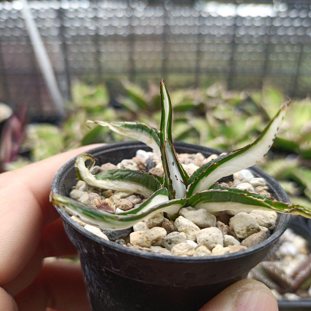 アガベ 氷山 白中斑 発根済 - メルカリ