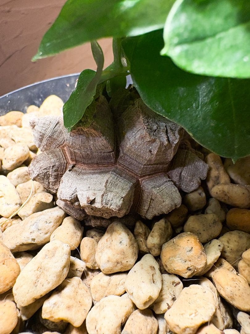 【丸型良型】アフリカ亀甲竜　実生 幅5cm 将来有望