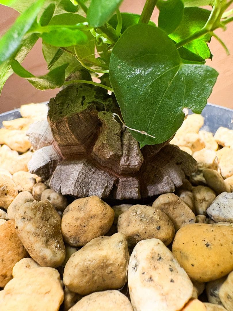 【丸型良型】アフリカ亀甲竜　実生 幅5cm 将来有望