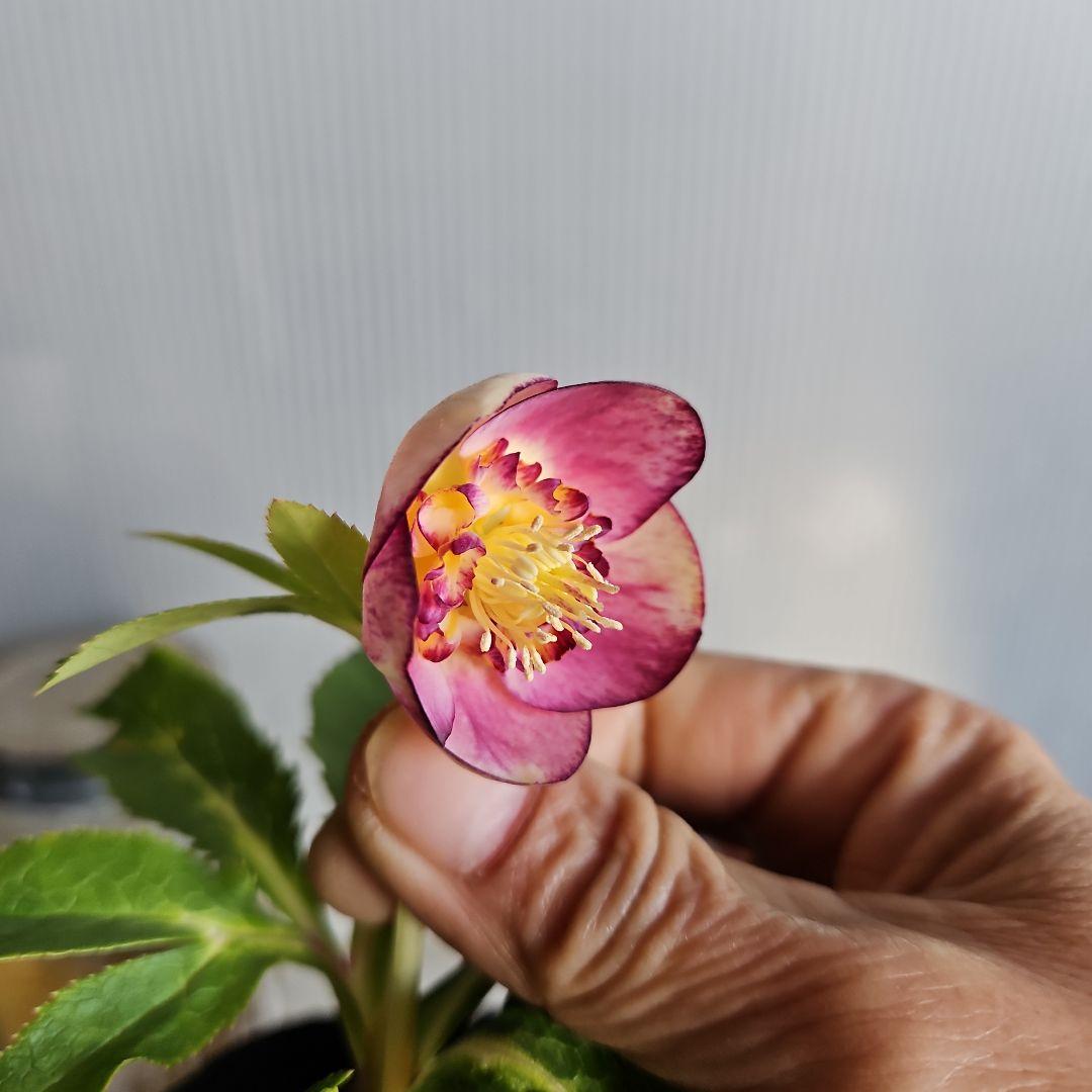 K.様ご購入苗㉖-26㉖-27クリスマスローズ