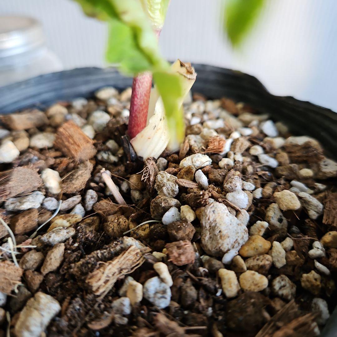 K.様ご購入苗㉖-26㉖-27クリスマスローズ