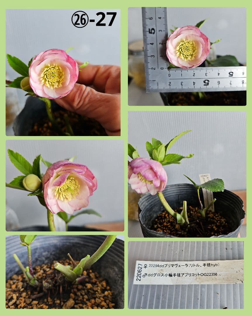 K.様ご購入苗㉖-26㉖-27クリスマスローズ