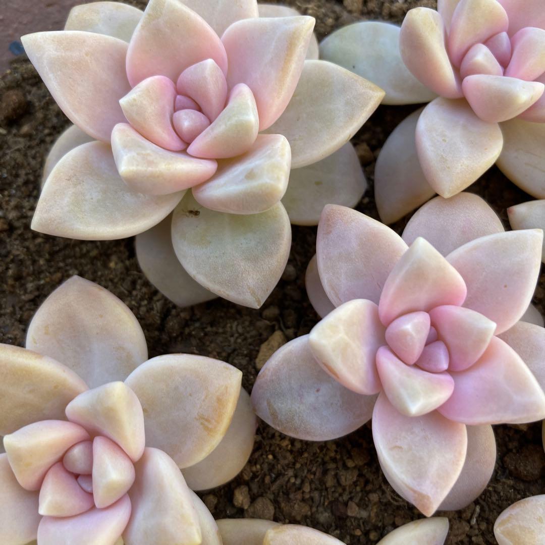 多肉植物 桜牡丹カット苗全て - メルカリ