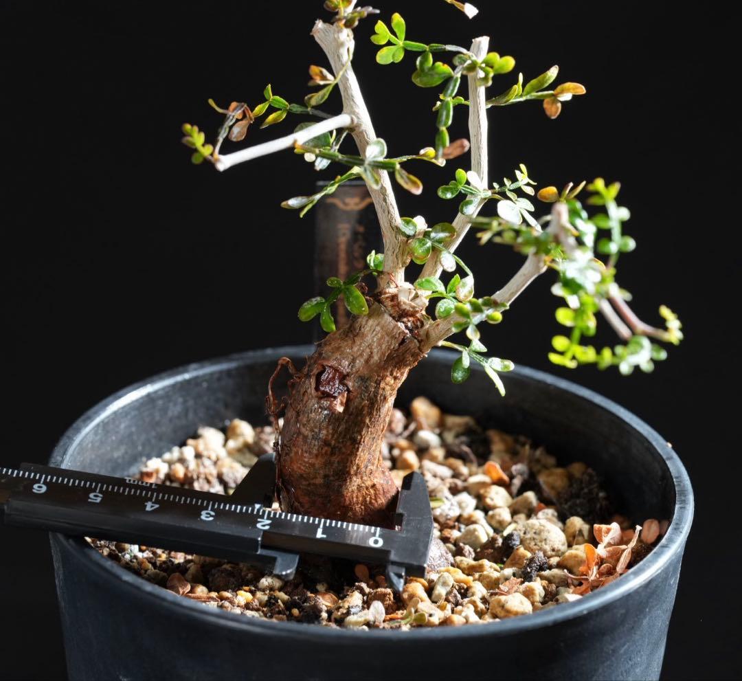 オペルクリカリアパキプス　【根挿し2年目】管理No.A