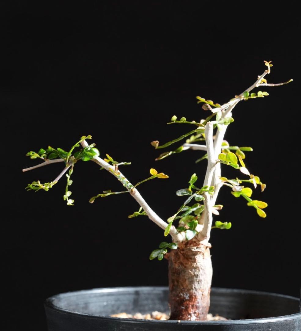 オペルクリカリアパキプス　【根挿し2年目】管理No.A