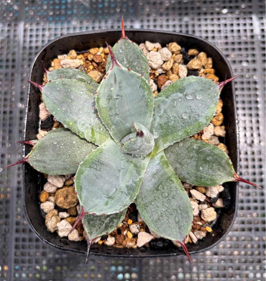 メルカリ便発送‼︎　パリー　ボーダーガード　鉢付き発送‼︎