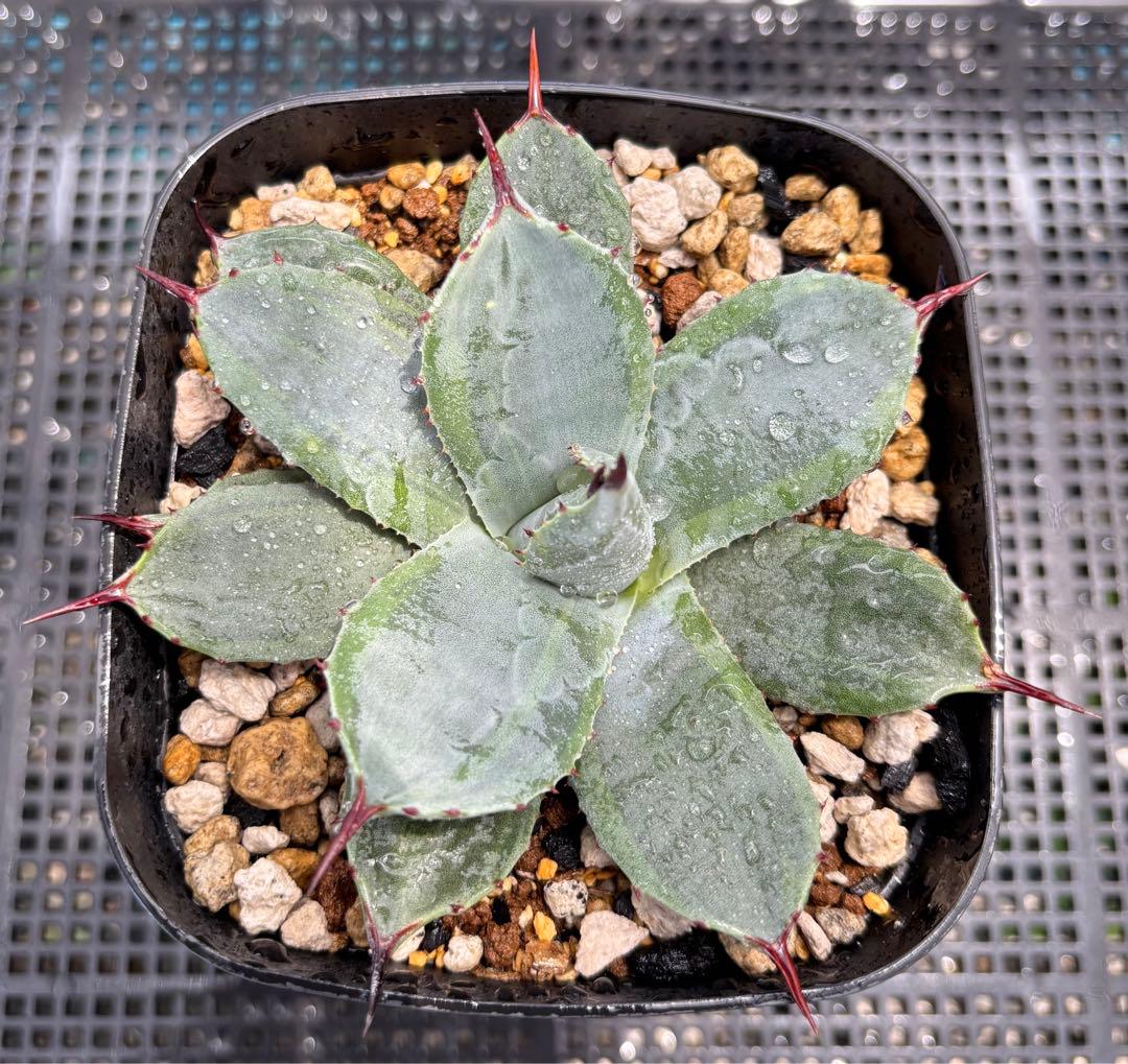 メルカリ便発送‼︎　パリー　ボーダーガード　鉢付き発送‼︎