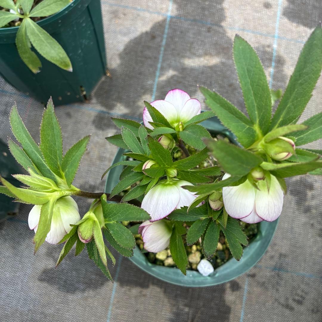 クリスマスローズ 小輪ピンクグラデーション 6寸 - メルカリ