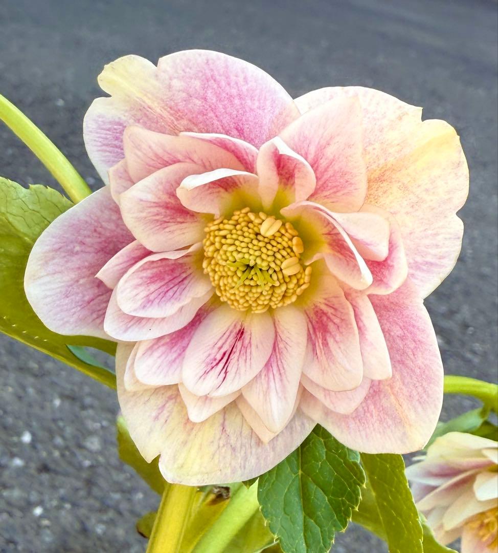 ★プリマヴェーラdd★クリスマスローズ開花株