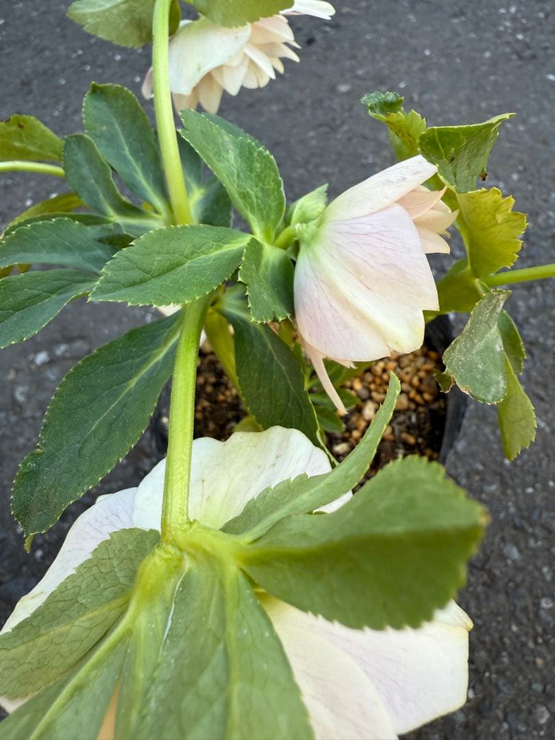 ★プリマヴェーラdd★クリスマスローズ開花株