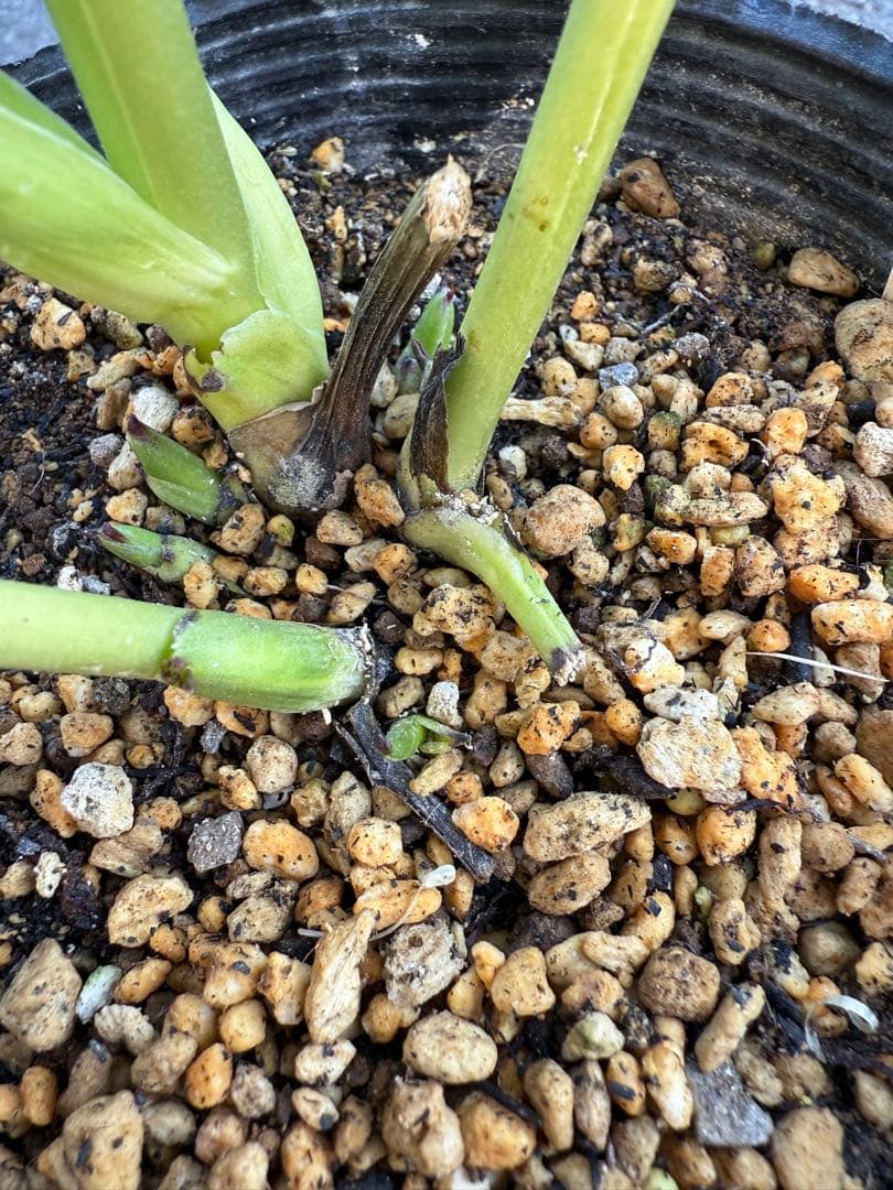 ★プリマヴェーラdd★クリスマスローズ開花株