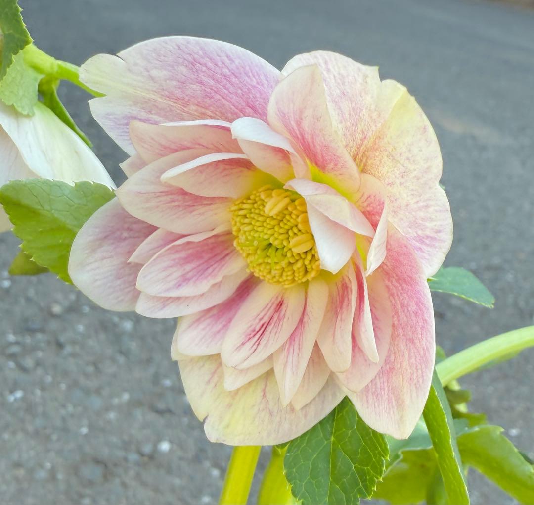 ★プリマヴェーラdd★クリスマスローズ開花株