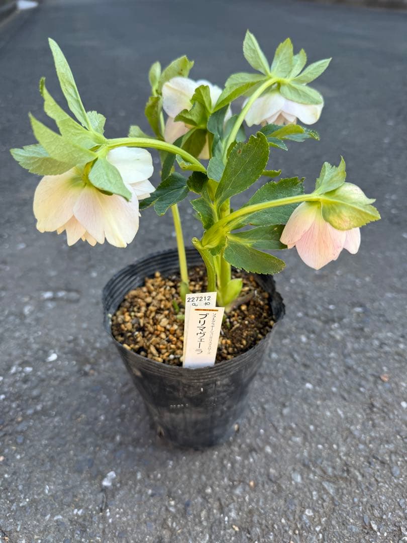 ★プリマヴェーラdd★クリスマスローズ開花株