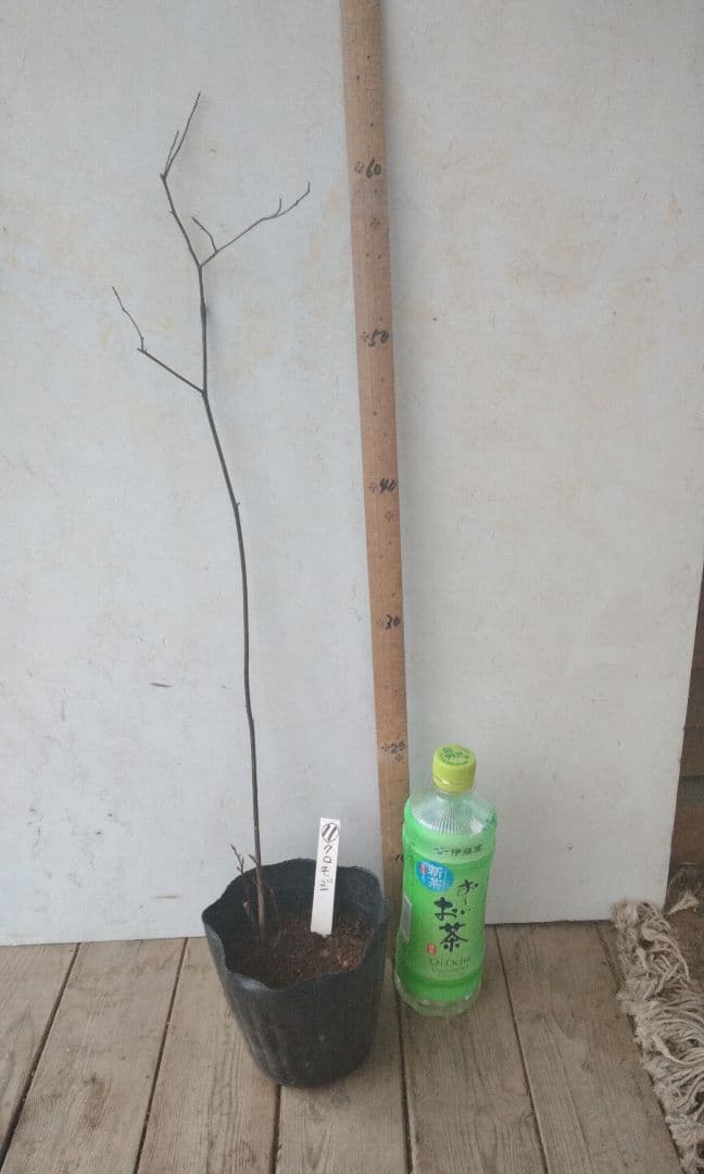 65cm 山採り2本立ちクロモジ 苗木 苗 薬効 ハーブ 癒やしの香り - メルカリ