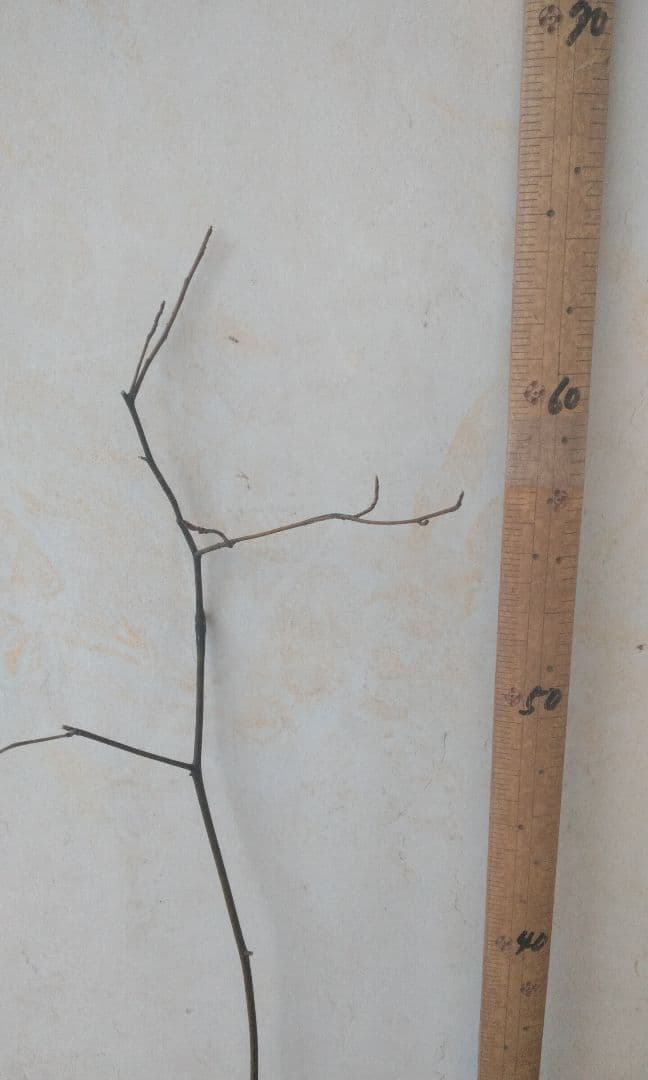 65cm 山採り2本立ちクロモジ 苗木 苗 薬効 ハーブ 癒やしの香り - メルカリ