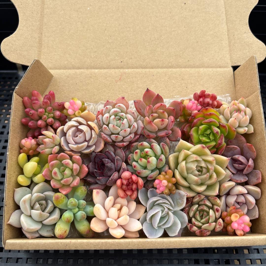 多肉植物カット苗詰め合わせ 寄せ植え ミニサイズ - メルカリ
