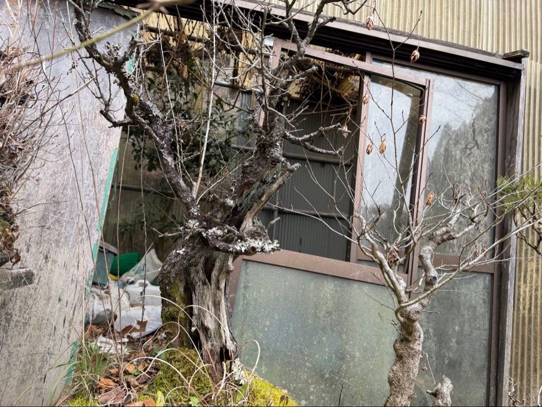 古梅 盆栽 大物 太幹 割れ幹 古木 山採り風 希少素材