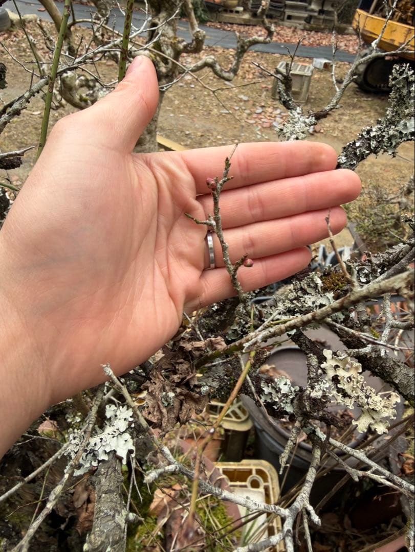 古梅 盆栽 大物 太幹 割れ幹 古木 山採り風 希少素材
