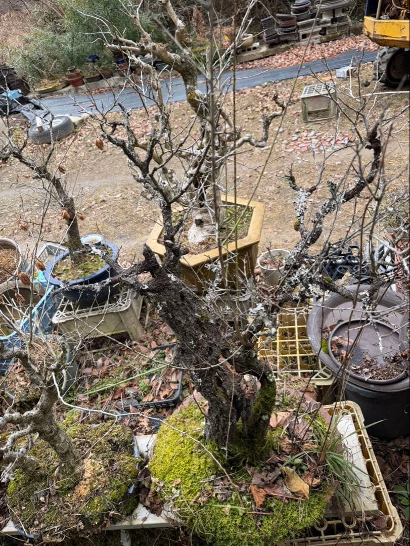 古梅 盆栽 大物 太幹 割れ幹 古木 山採り風 希少素材