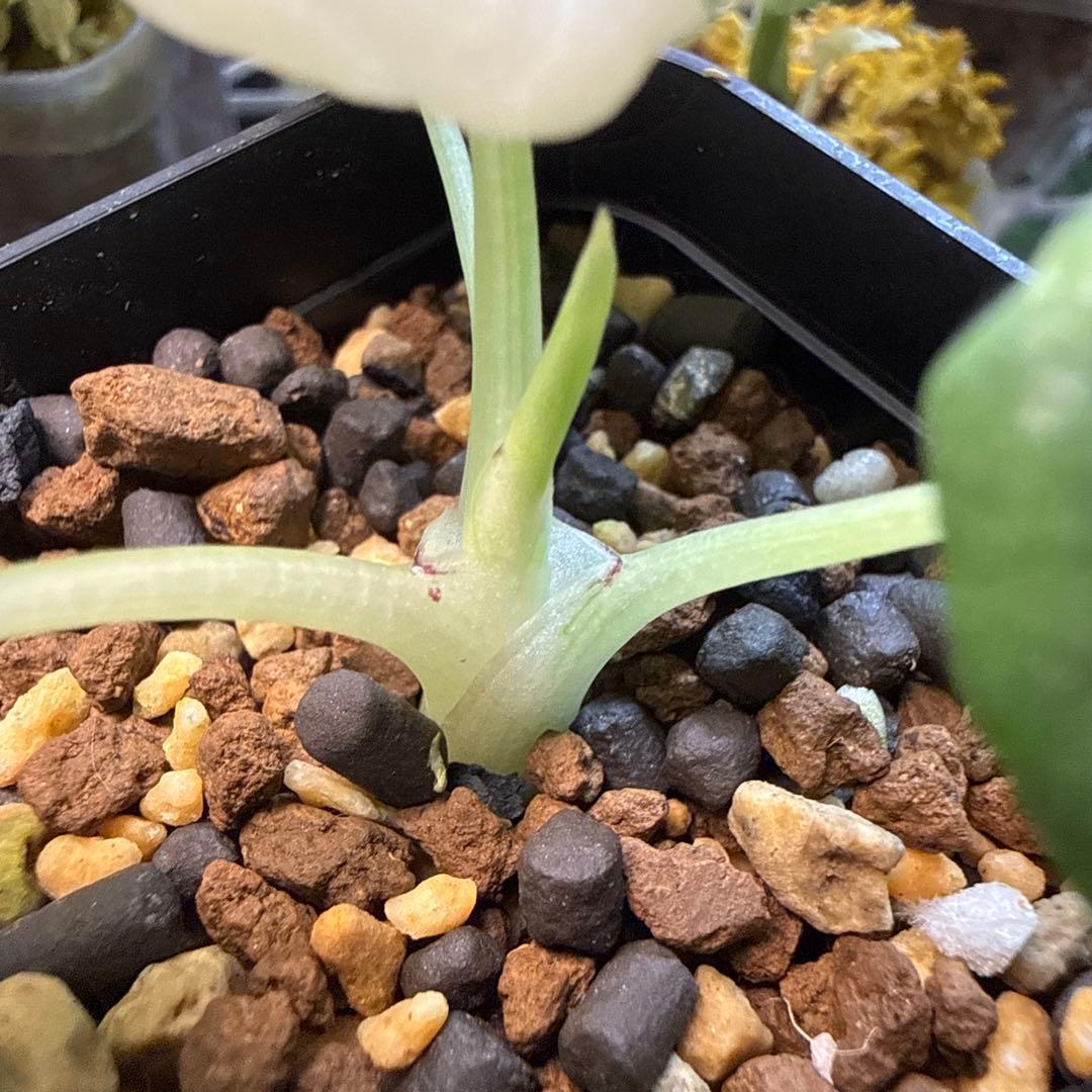 レ*迎様 格安 アロカシア マハラニ アルボ