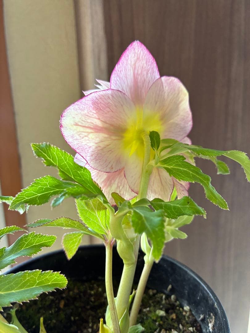 ♡広瀬園芸♡ シャイニングベイン　輝き