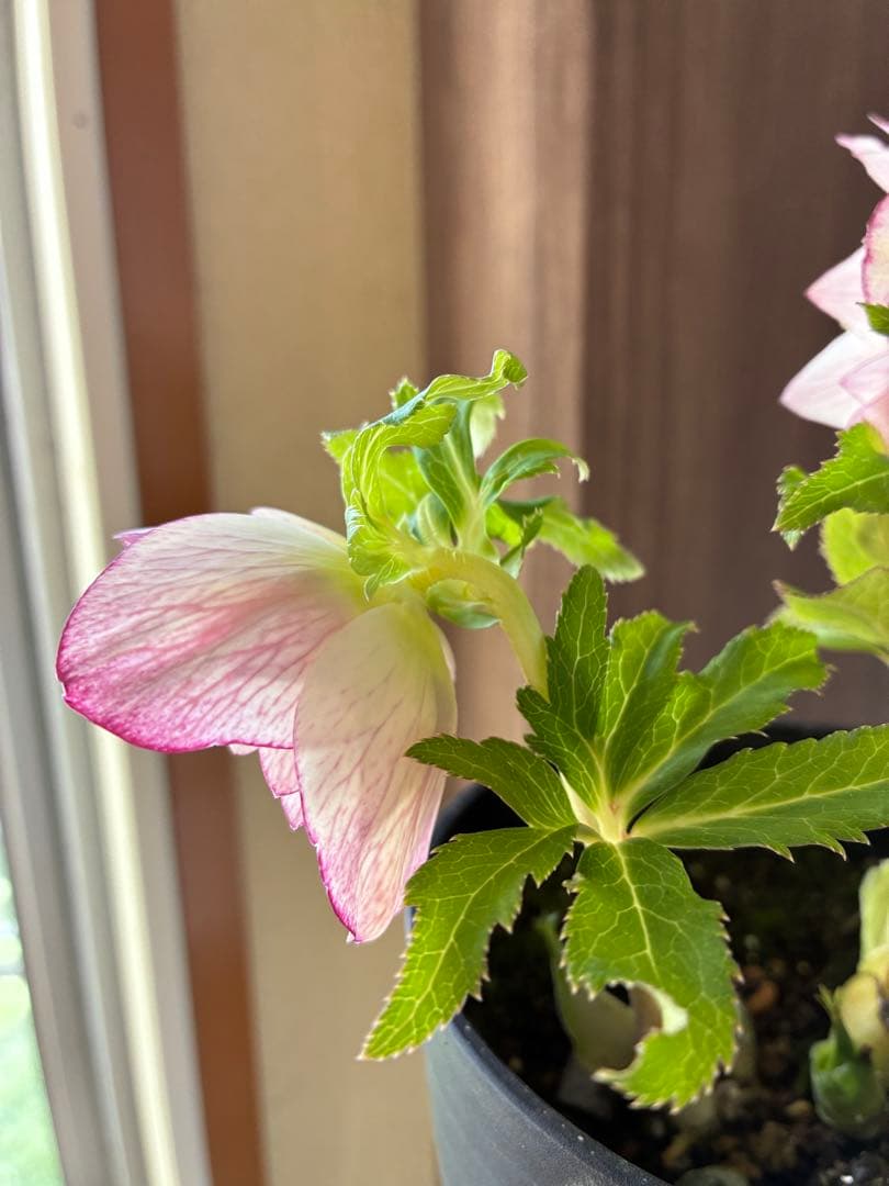 ♡広瀬園芸♡ シャイニングベイン　輝き