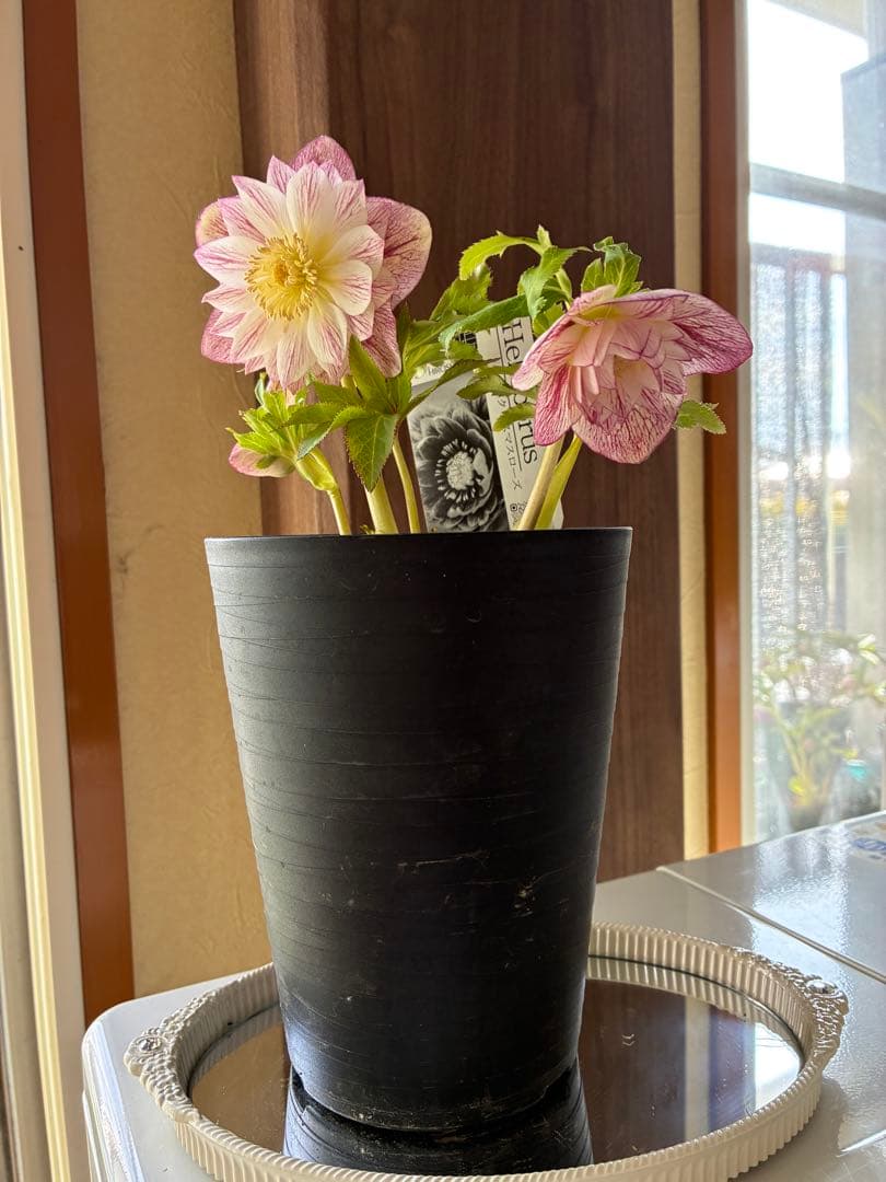 ♡広瀬園芸♡ シャイニングベイン　輝き