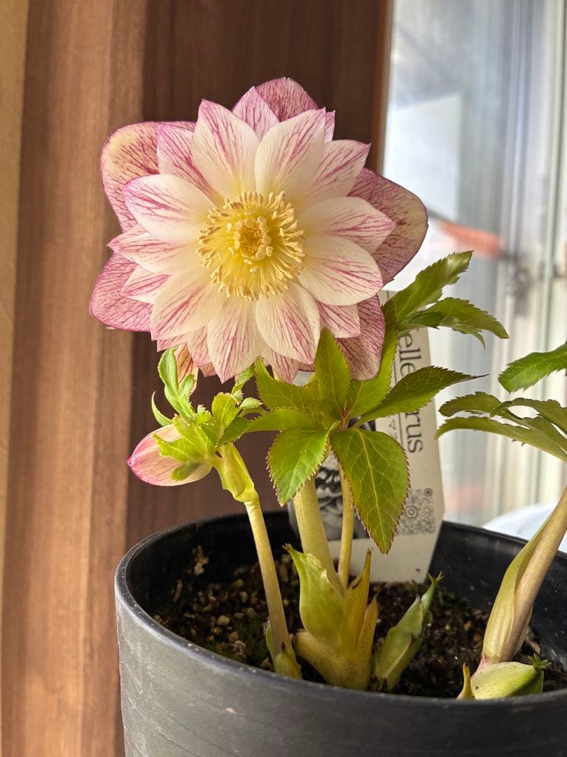 ♡広瀬園芸♡ シャイニングベイン　輝き