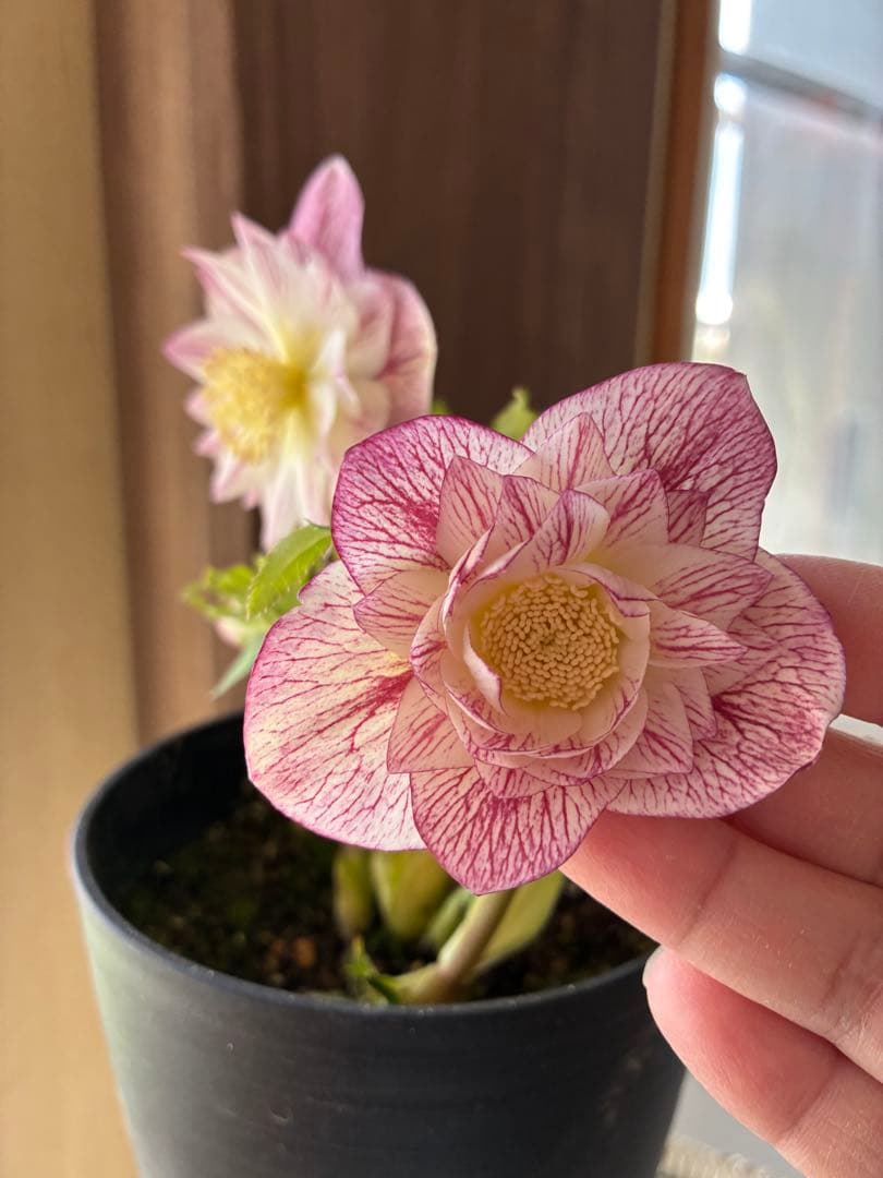 ♡広瀬園芸♡ シャイニングベイン　輝き