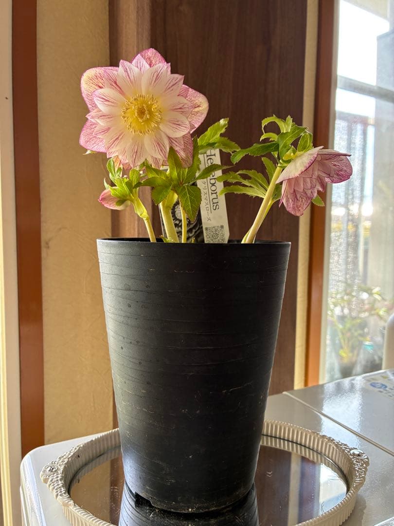 ♡広瀬園芸♡ シャイニングベイン　輝き