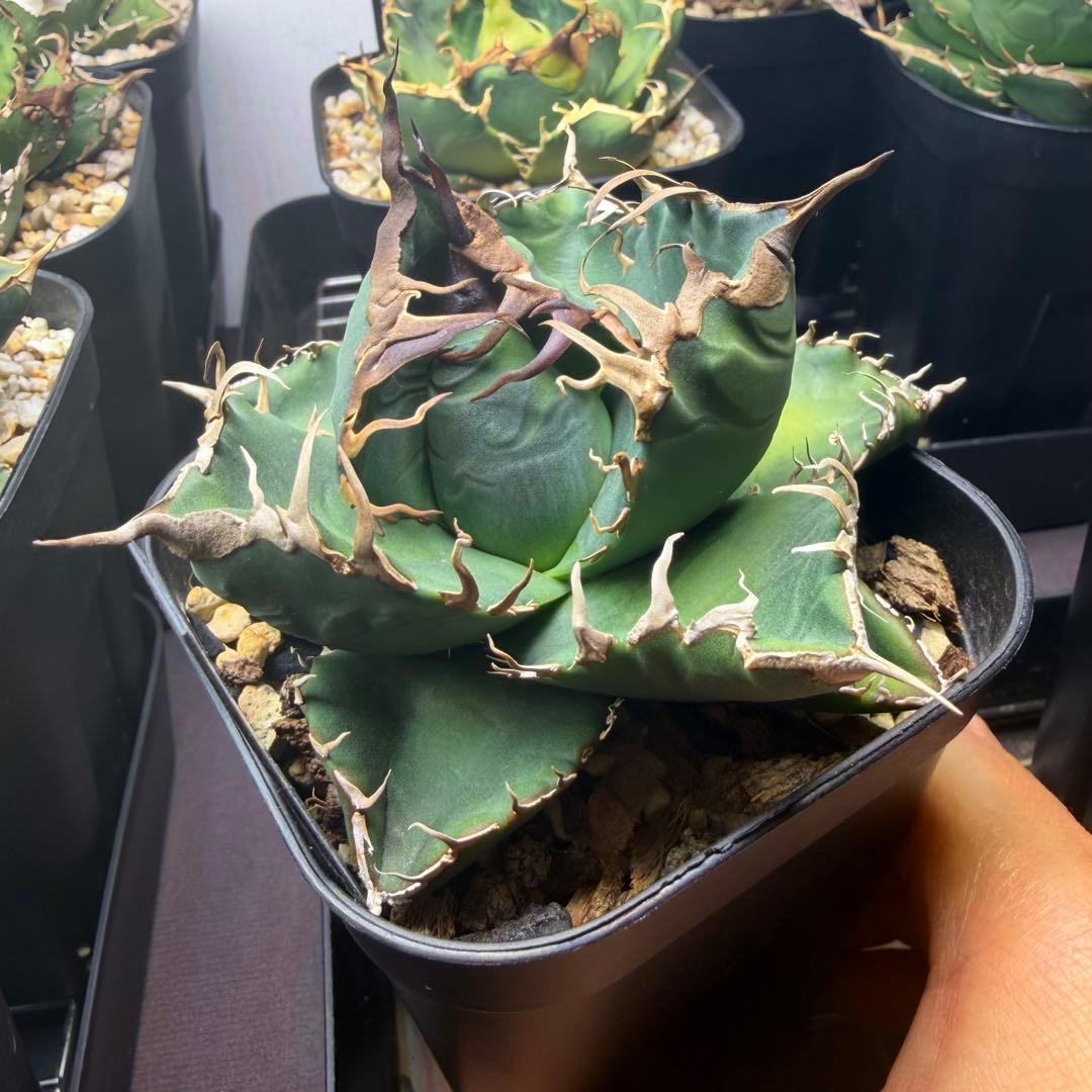 BAKEMONO OC子株　アガベ　抜き苗配送