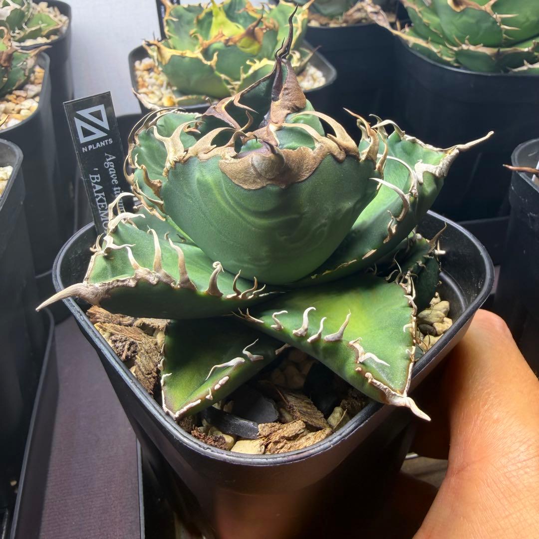 BAKEMONO OC子株　アガベ　抜き苗配送